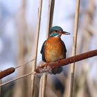 Kein Kolbenfresser - Eisvogel auf Rohrkolben 