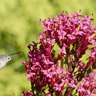 Kein Kolibri ... aber ein schnelles...