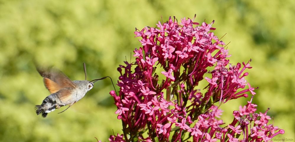 Kein Kolibri ... aber ein schnelles...