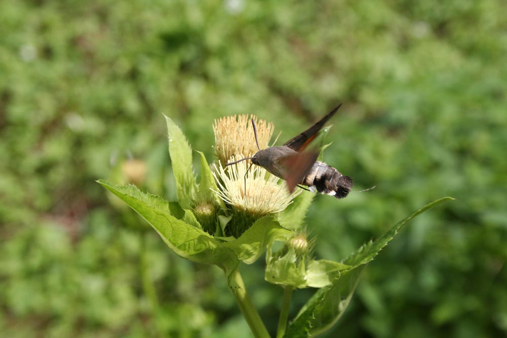 Kein Kolibri, aber ein Taubenschwänzchen