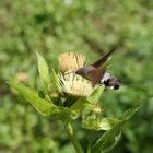 Kein Kolibri, aber ein Taubenschwänzchen