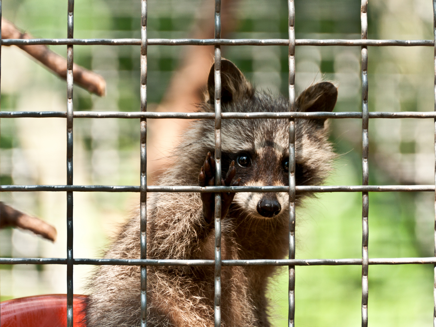 Kein Leben In Gefangenschaft Die Unschuld Hinter Gittern Foto
