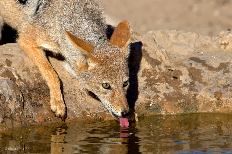 Kein Leben ohne Wasserloch in der Kalahari