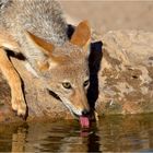 Kein Leben ohne Wasserloch in der Kalahari