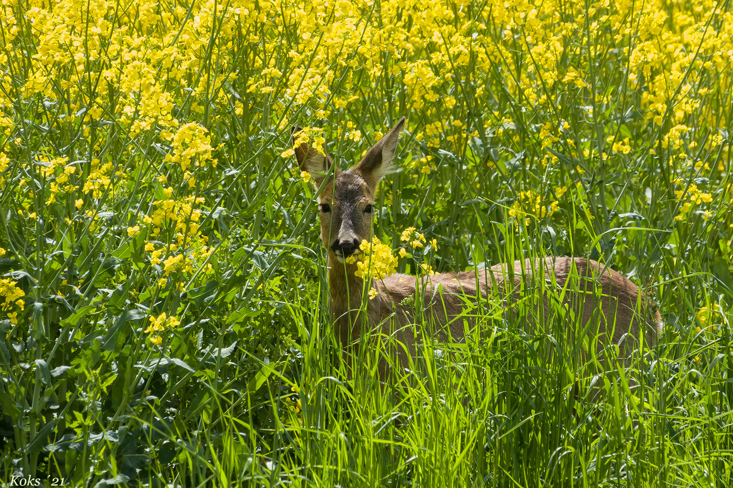 Kein Maibock