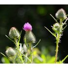 Kein Mauerblümchen