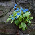 (k)ein Mauerblümchen