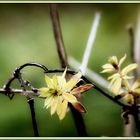 Kein Mauerblümchen