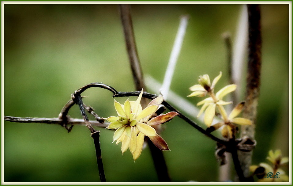 Kein Mauerblümchen