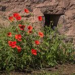 (K)ein Mauerblümchen