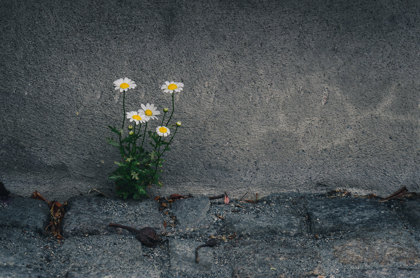 Kein Mauerblümchen