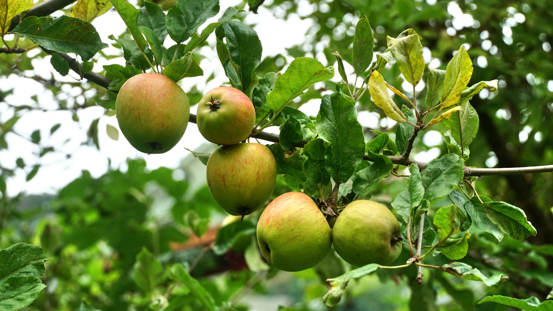  Kein Mittwochsblümchen aber lecker