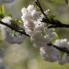 Kein Mittwochsblümchen sondern Mittwochsblüten