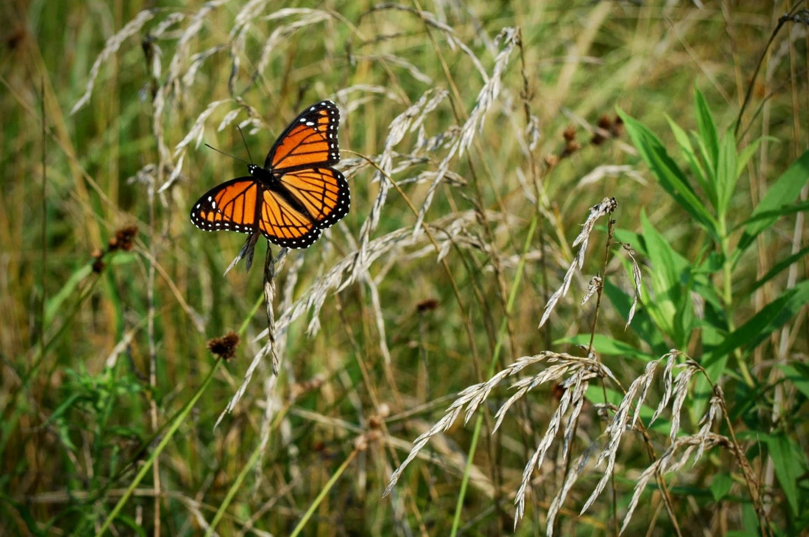 (kein) Monarch in der Republik