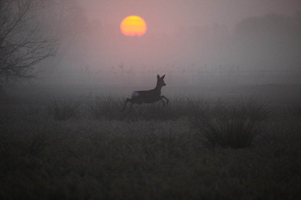 kein Morgenmuffel