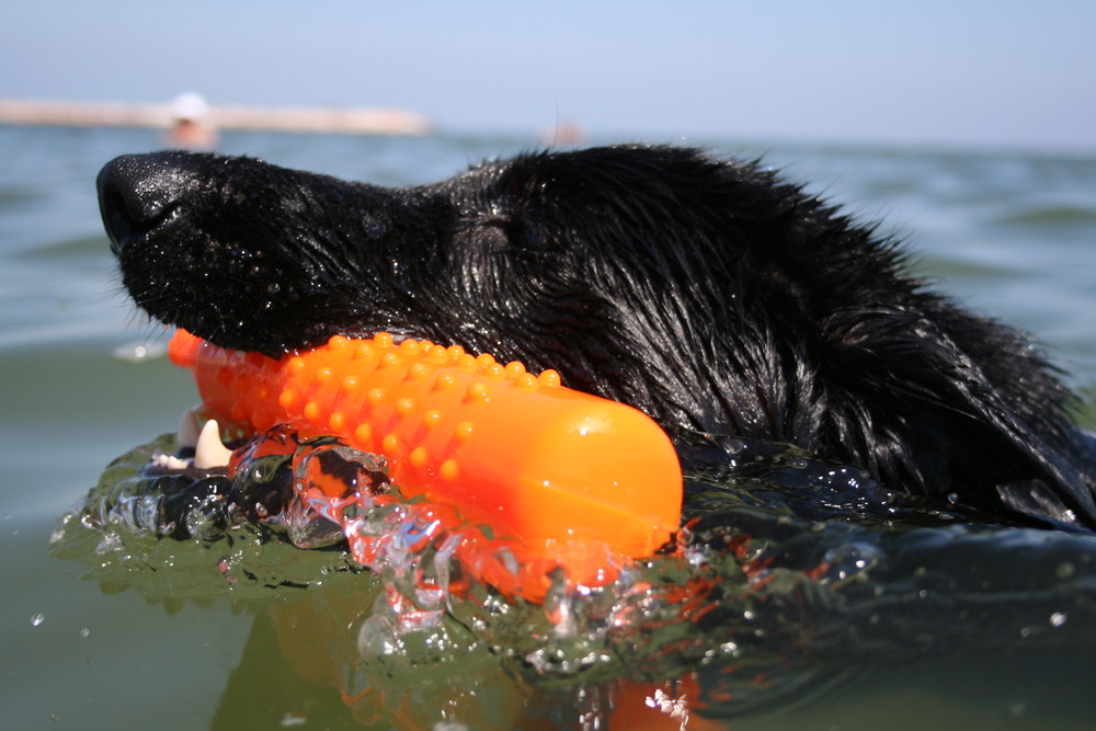 kein Nichtschwimmer !