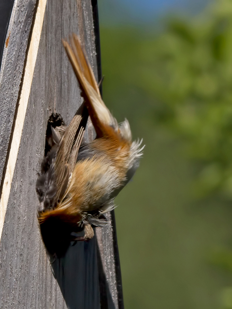 Kein normaler Vogel steigt so ins Nest ein .....