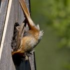 Kein normaler Vogel steigt so ins Nest ein .....