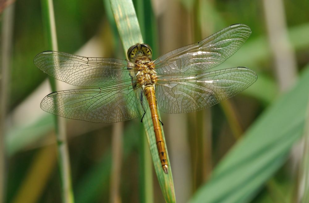 Kein November-Flug