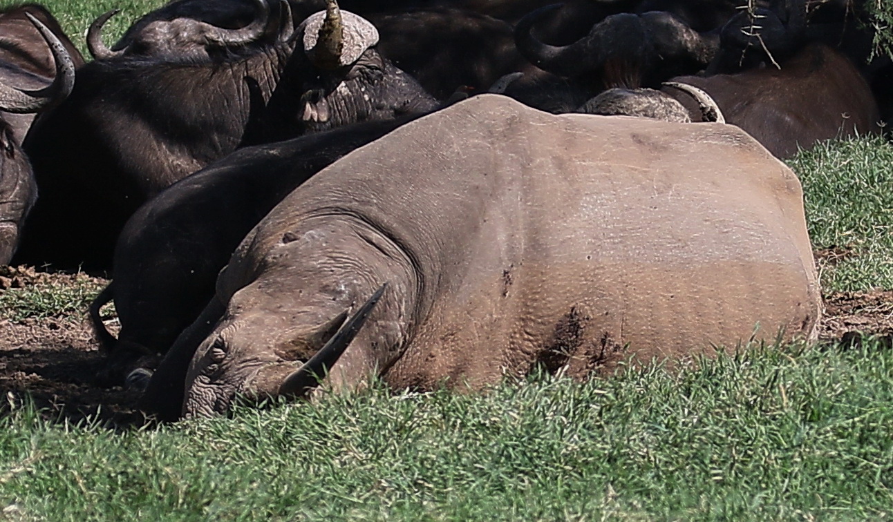 kein Ohren-Spitzmaulnashorn 1