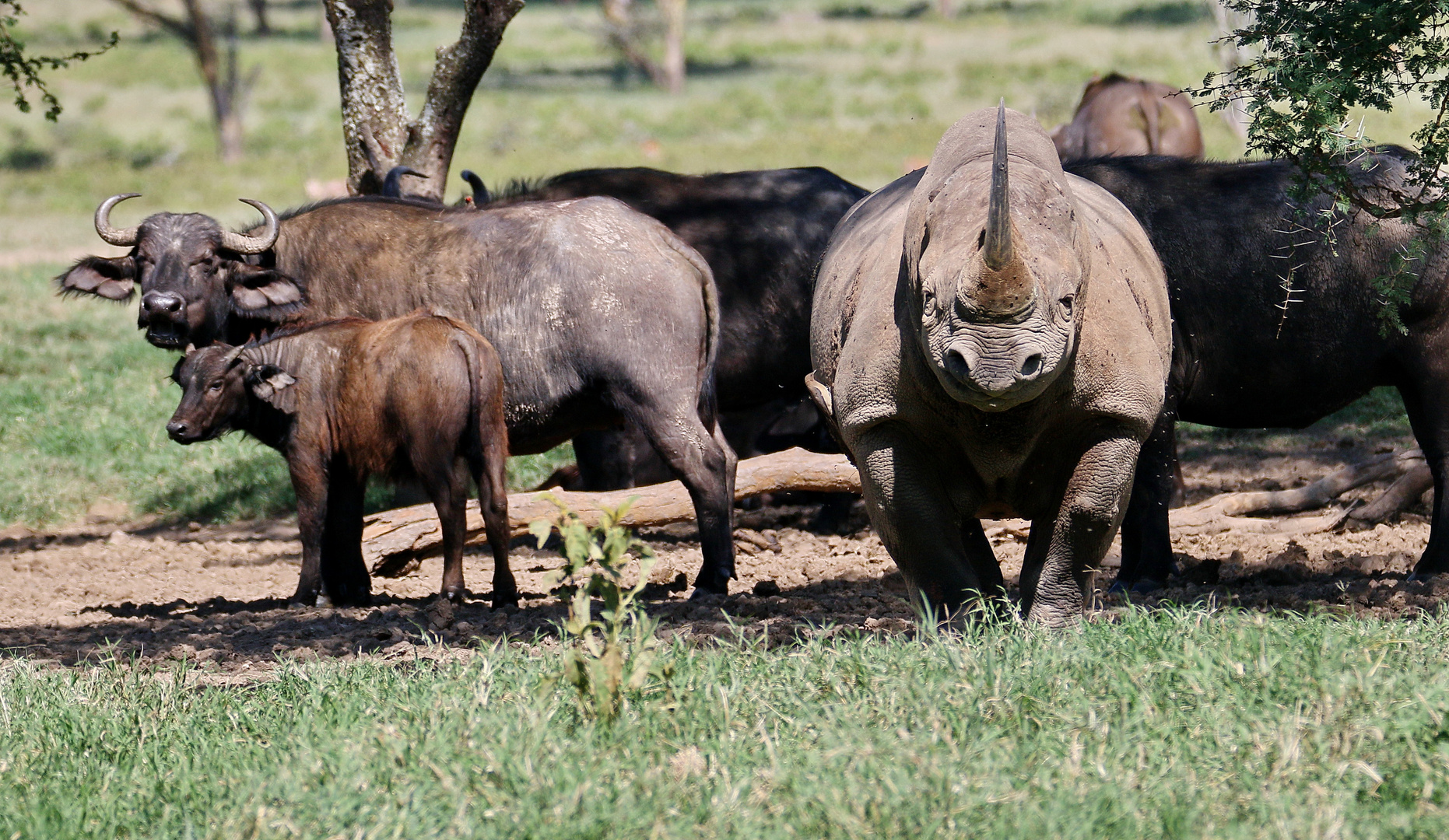 kein Ohren-Spitzmaulnashorn 3