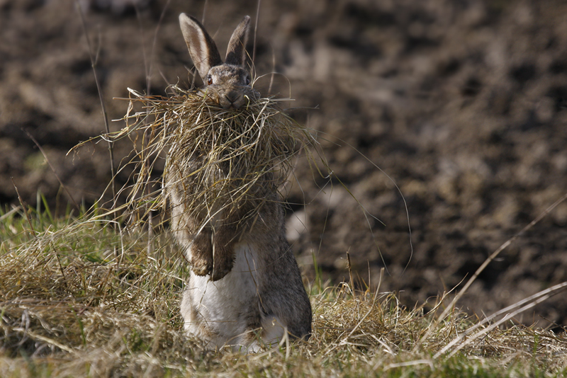 Kein Osterhase...