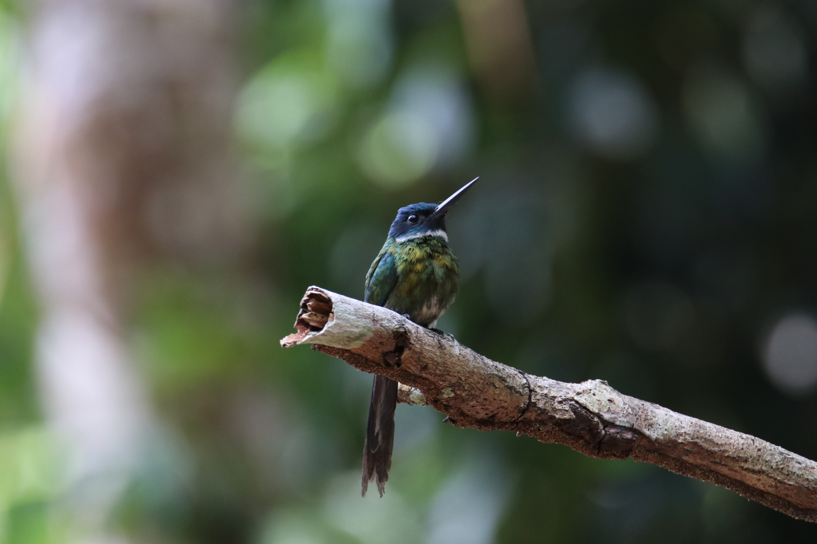 kein Paradiesvogel