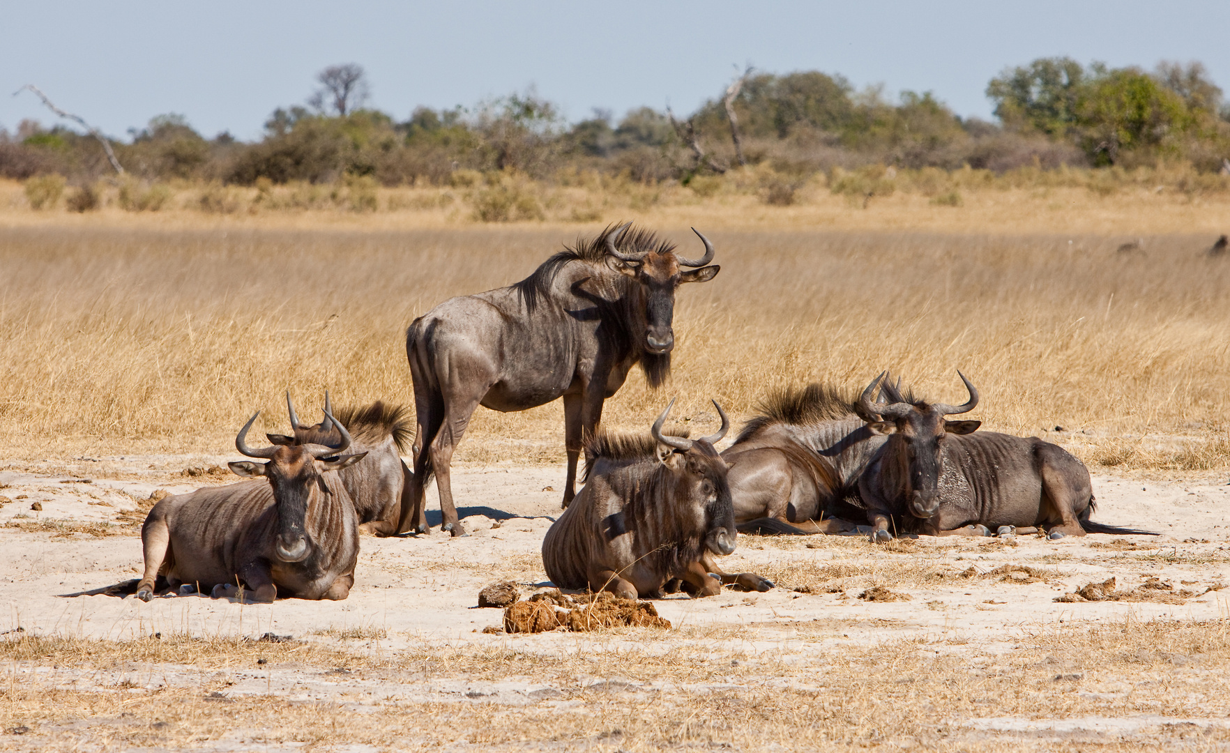 kein perfektes Gruppenbild der Gnus