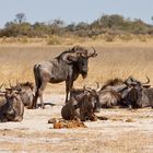 kein perfektes Gruppenbild der Gnus