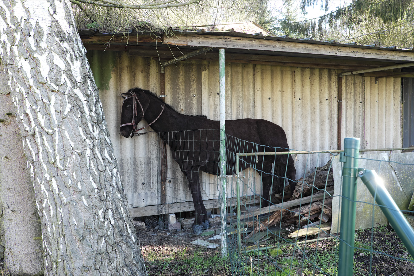 kein Pferd