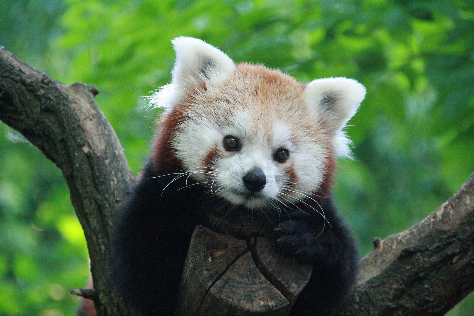 kein Plüsch ;-) sondern ein Roter Panda