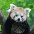 kein Plüsch ;-) sondern ein Roter Panda