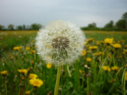 ... kein Pustekuchen!