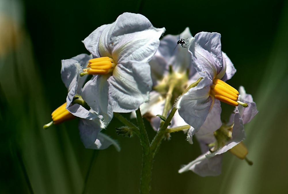 KEIN Rätsel mehr = Kartoffelblüte