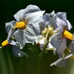 KEIN Rätsel mehr = Kartoffelblüte