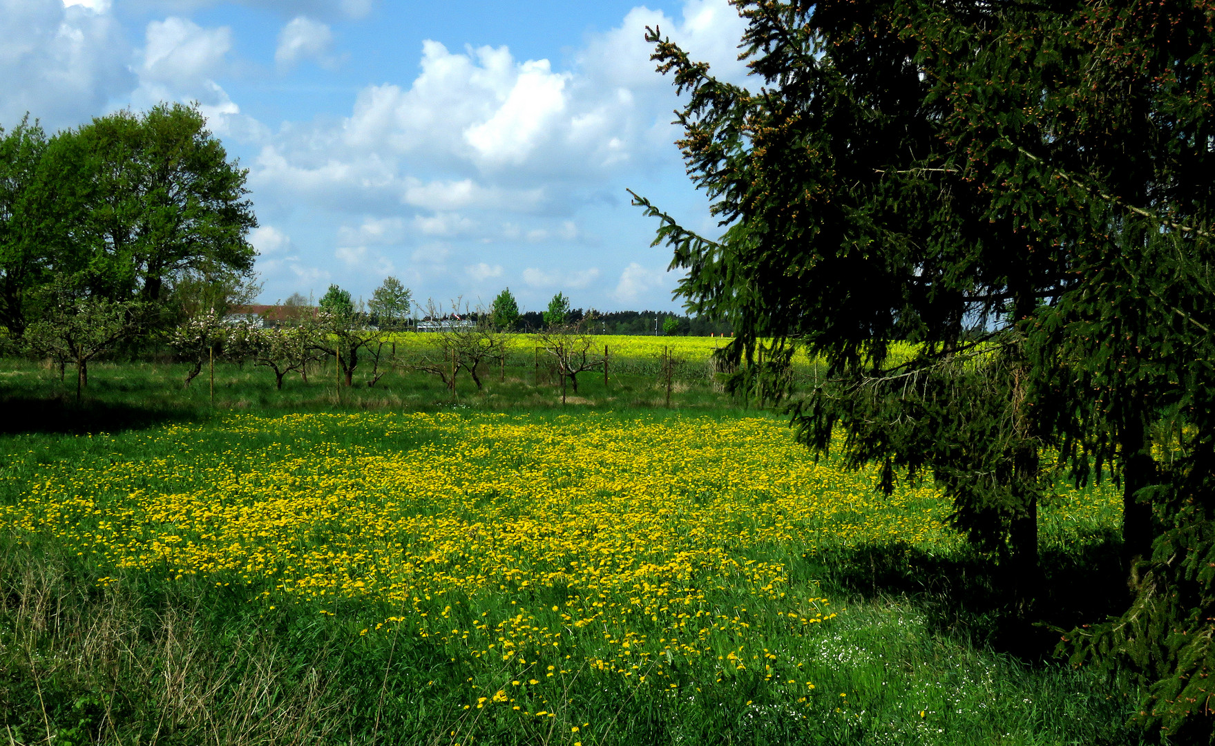 Kein Rapsfeld, nur eine Löwenzahnwiese