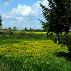 Kein Rapsfeld, nur eine Löwenzahnwiese