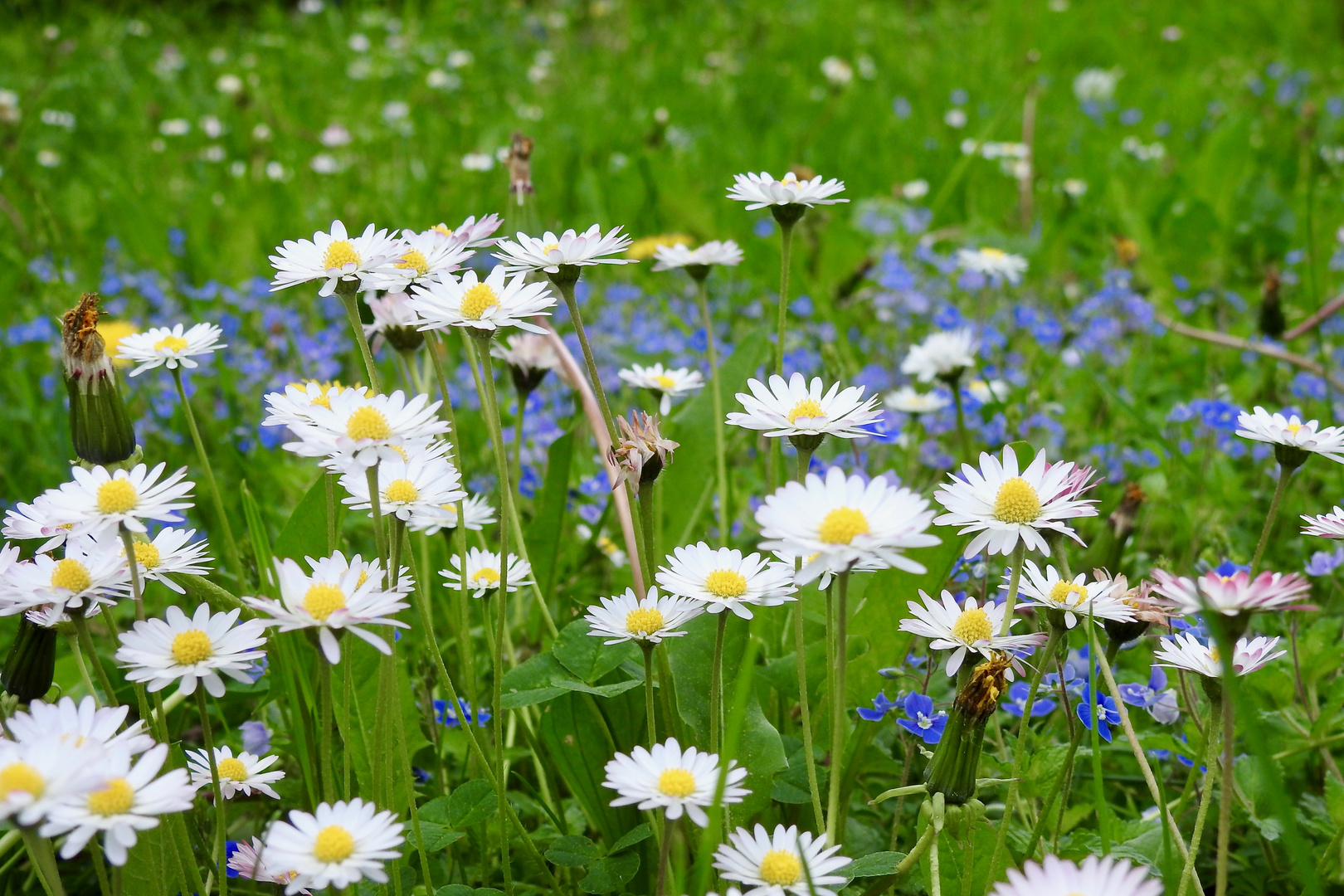 kein Rasen... Foto & Bild | mai, wiese, grün Bilder auf fotocommunity