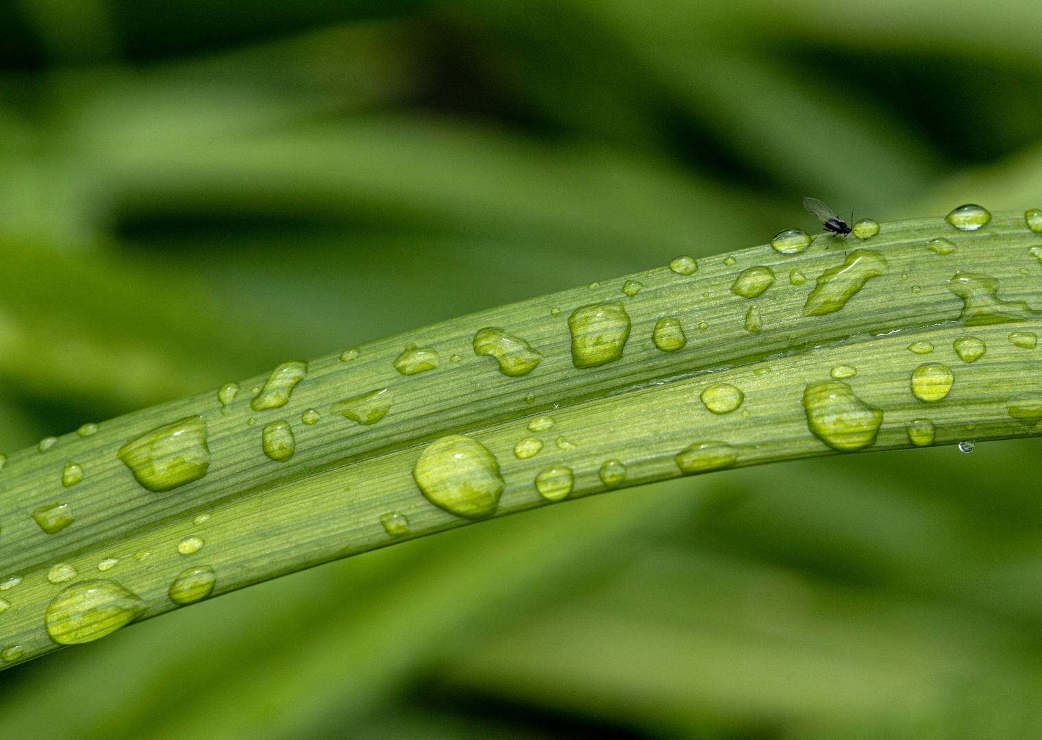 Kein Regen