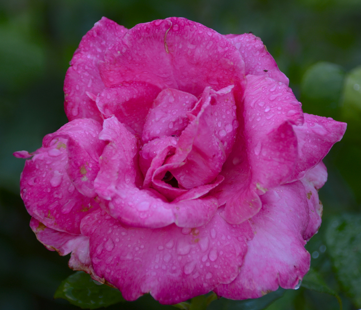 Kein Regen, nur gerade frisch gesprengt.....