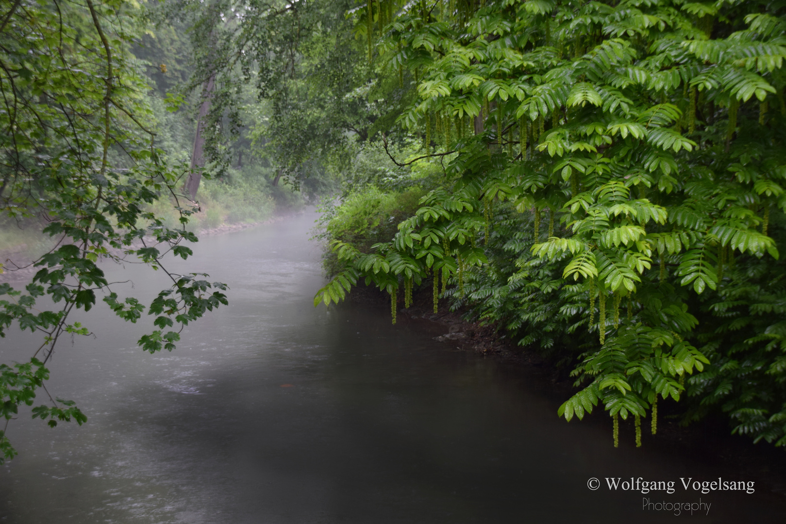 kein Regenwald