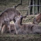 Kein Rotwild, keine Rehe, sondern Sikawild