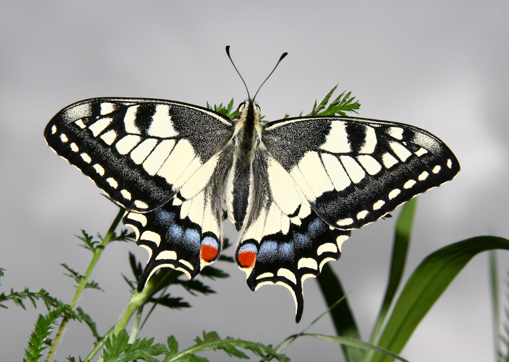 Kein Schmetterling im Bauch, aber ein Schwalbenschwanz auf Gras!