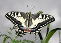 Kein Schmetterling im Bauch, aber ein Schwalbenschwanz auf Gras! von Digitalpfuscher 