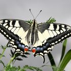 Kein Schmetterling im Bauch, aber ein Schwalbenschwanz auf Gras!