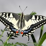 Kein Schmetterling im Bauch, aber ein Schwalbenschwanz auf Gras!