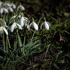 Kein Schnee aber Glöckchen