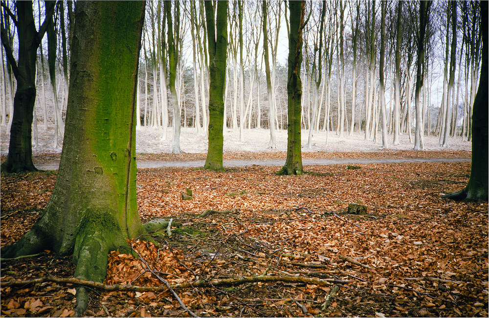 Kein Schnee,