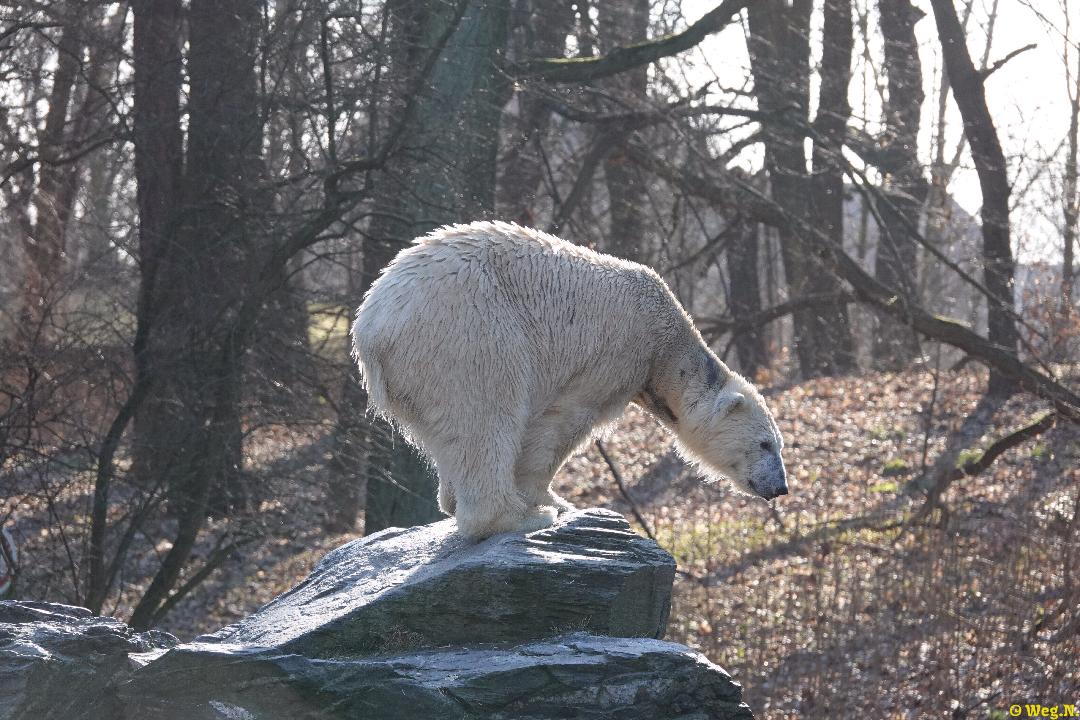 Kein Schnee in Sicht ?