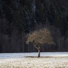 kein Schnee mehr